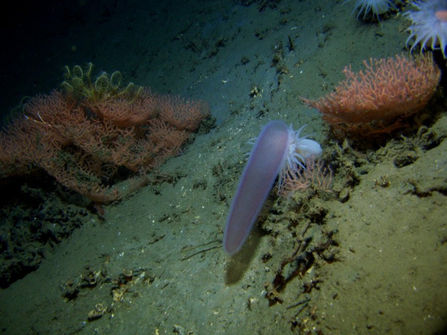 Обитатели подводного мира: пиросомы
