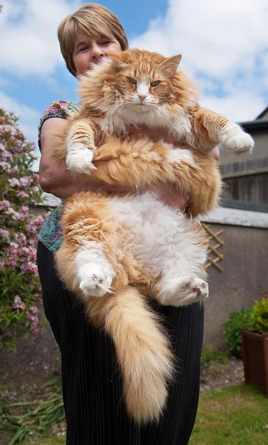 Самые крупные домашние кошки (29 фото)