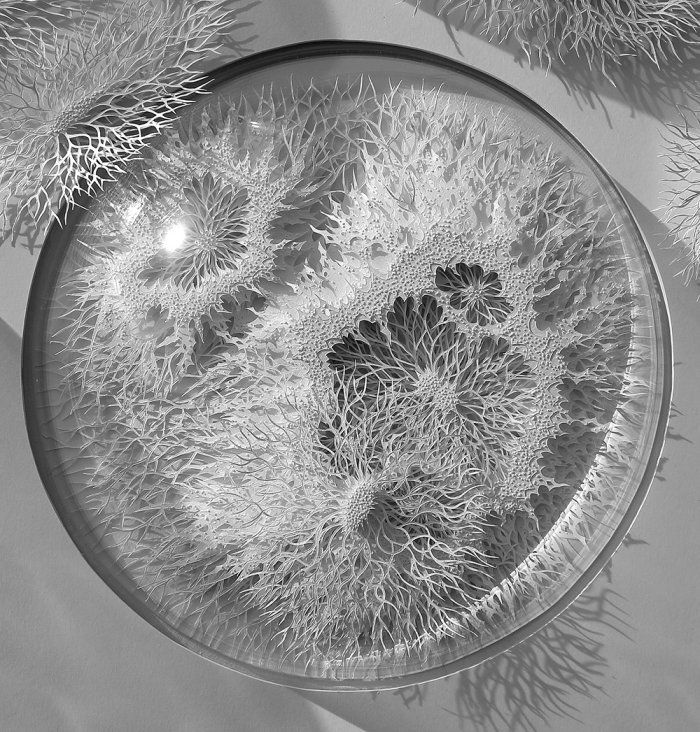 Микробиология Рогана Брауна из бумаги (21 фото)
