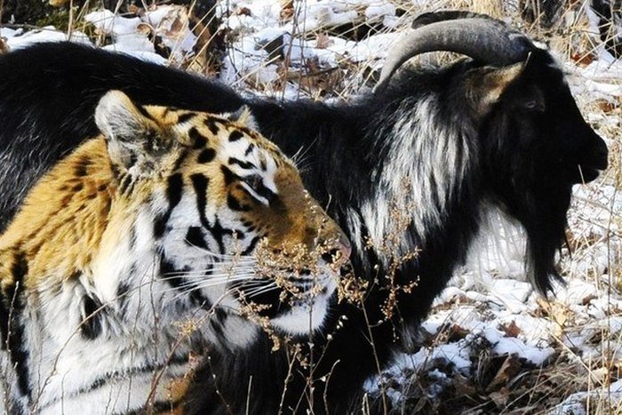 В Приморском сафари-парке тигра Амура решили расселить с козлом Тимуром (5 фото)