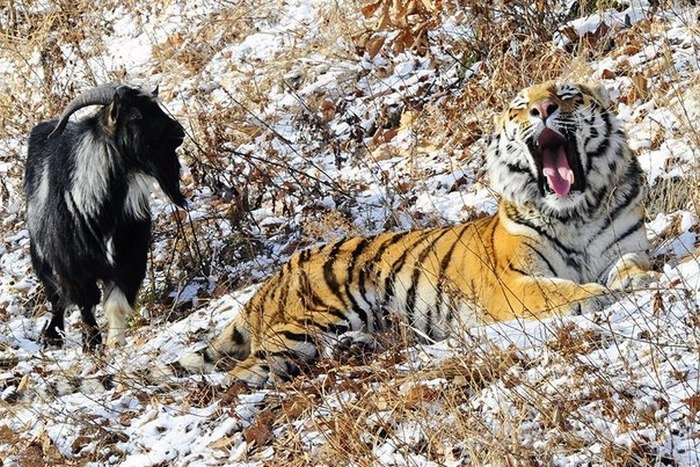 В Приморском сафари-парке тигра Амура решили расселить с козлом Тимуром (5 фото)