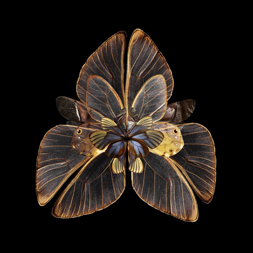 Цветы из крыльев бабочек