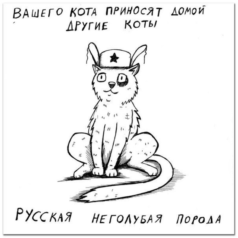 Порода кошки по ее характеру (10 фото)