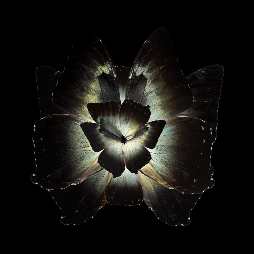 Цветы из крыльев бабочек
