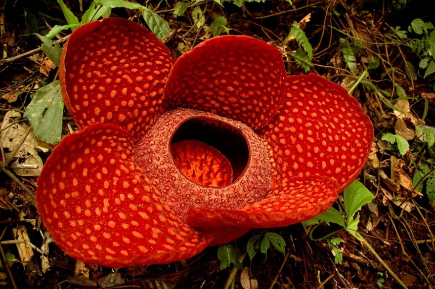 Необычный цветок раффлезия