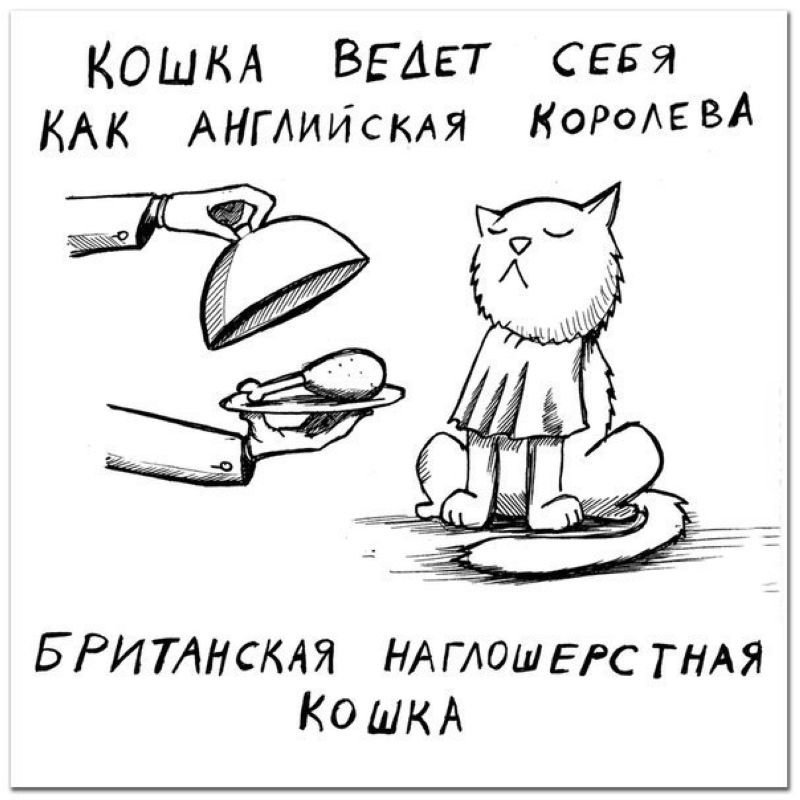 Порода кошки по ее характеру (10 фото)