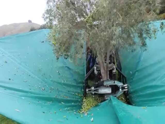 Как на самом деле собирают оливки