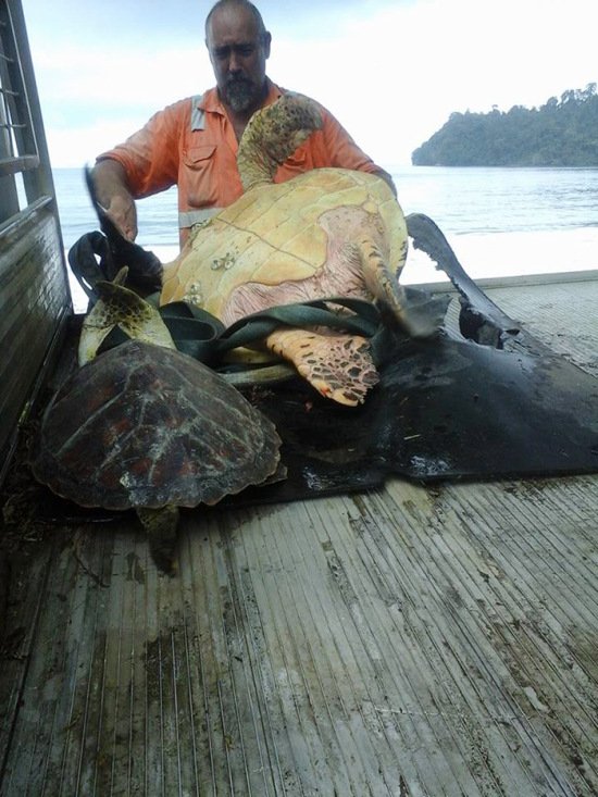 Мужчины спасли уже 10 черепах, покупая их на рынке, чтобы отпустить их обратно в океан (4 фото)