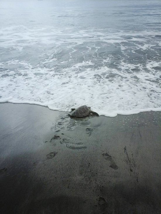 Мужчины спасли уже 10 черепах, покупая их на рынке, чтобы отпустить их обратно в океан (4 фото)
