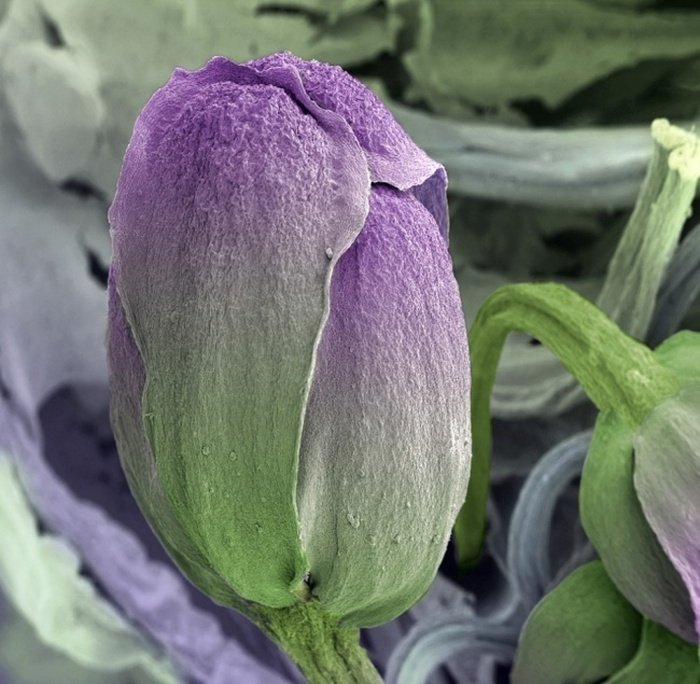 Необычные снимки, сделанные под микроскопом (25 фото)