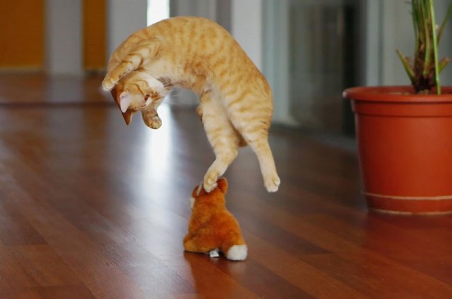 Коты умеют летать! Смотрим и удивляемся (10 фото)