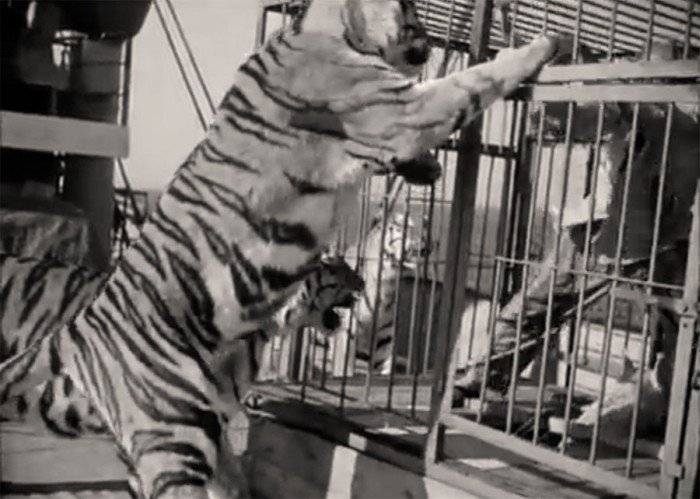 Съемки с тиграми в «Полосатом рейсе» (4 фото)