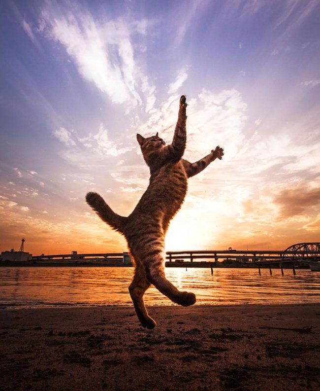 Коты умеют летать! Смотрим и удивляемся (10 фото)