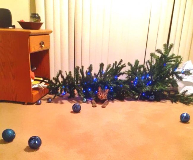 Забавные фотографии питомцев и новогодних елок
