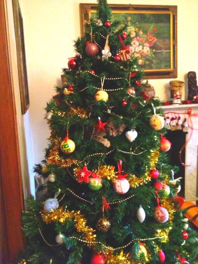 Забавные фотографии питомцев и новогодних елок