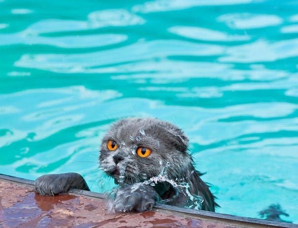 Фотографии котов, которые обожают воду