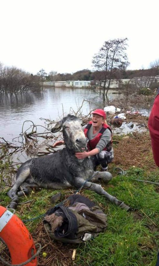 Спасатели вытащили из воды ослика (2 фото)