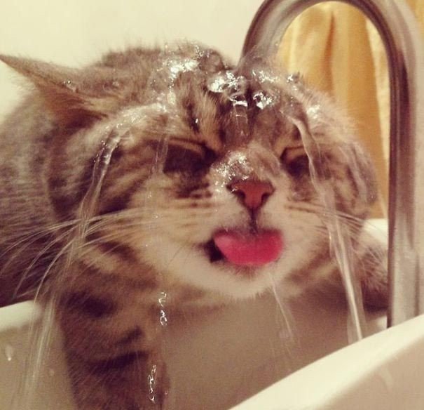 Фотографии котов, которые обожают воду
