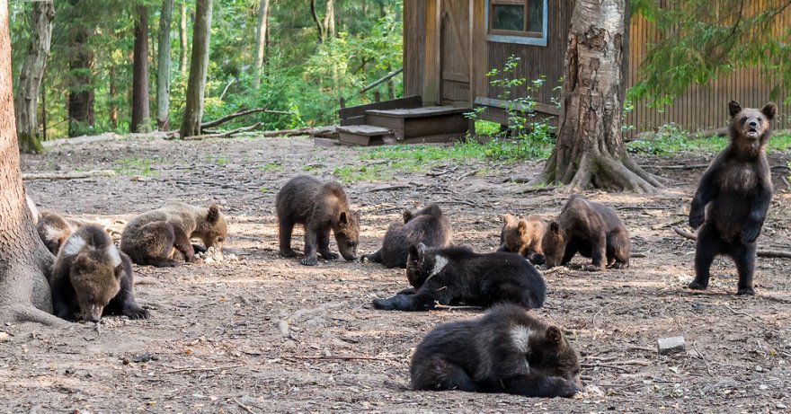 Выращивание медведей в России