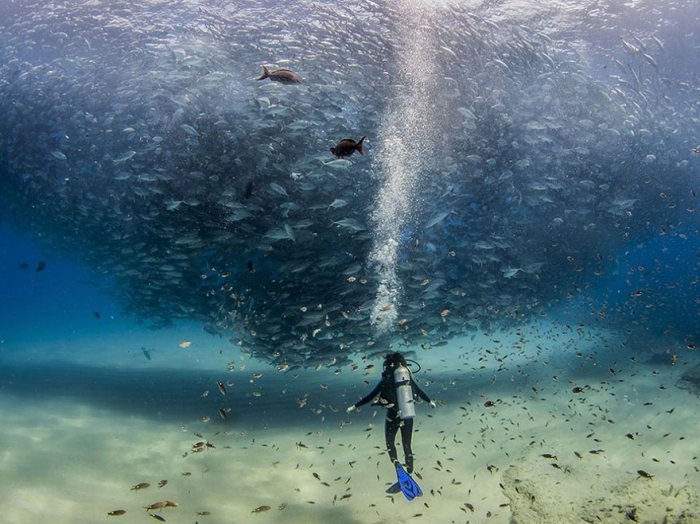 Фотографии журнала National Geographic за 2015 год (20 фото)