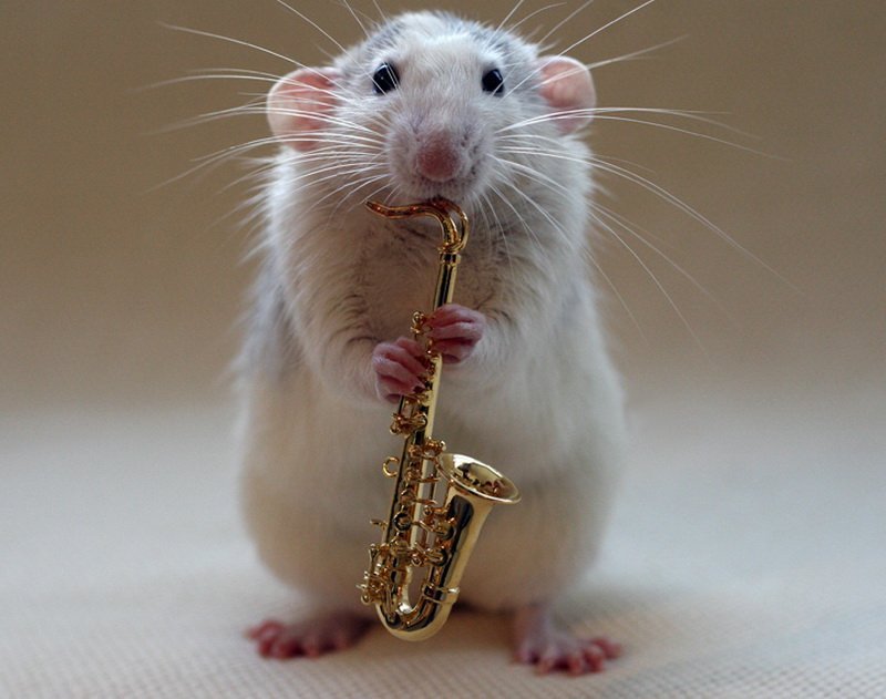 Забавные фотографии где крысы выступают в роли артистов