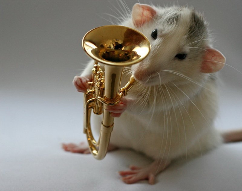 Забавные фотографии где крысы выступают в роли артистов