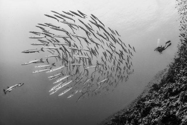 Невероятные подводные фотографии