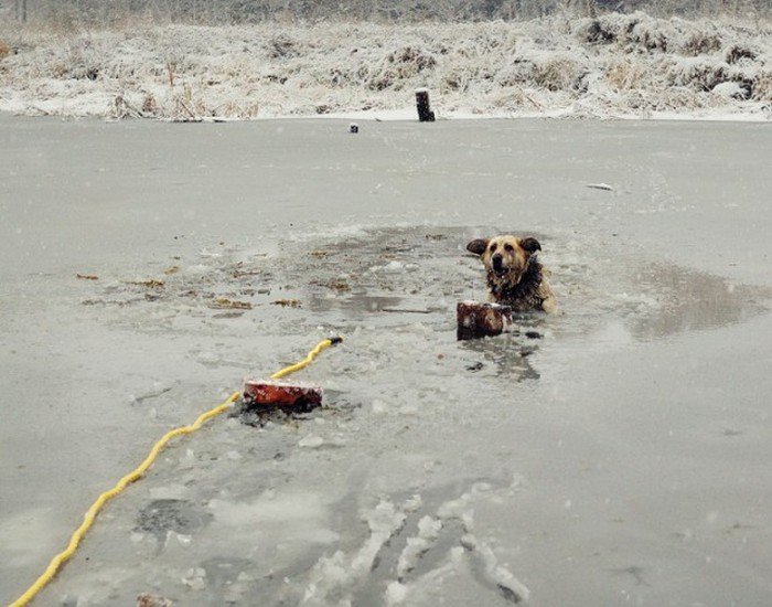 Спасение собаки из ледяной ловушки (8 фото)