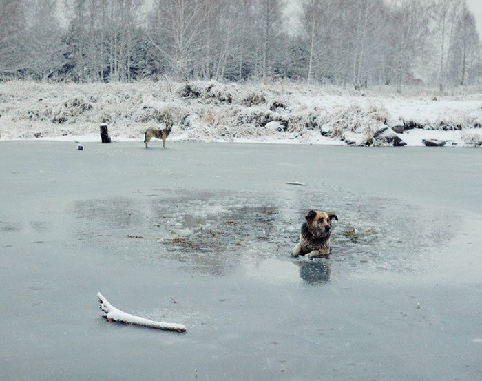 Спасение собаки из ледяной ловушки (8 фото)