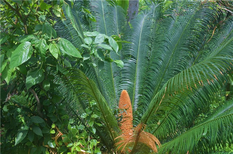Необычная пальма с шишкой