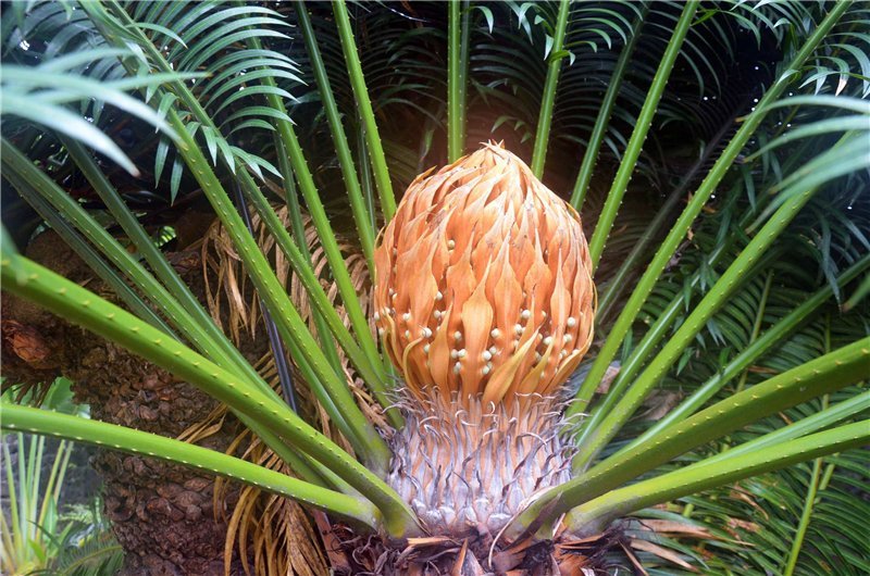 Необычная пальма с шишкой