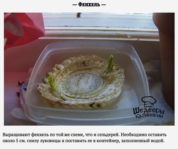 Зелень, которую можно вырастить дома