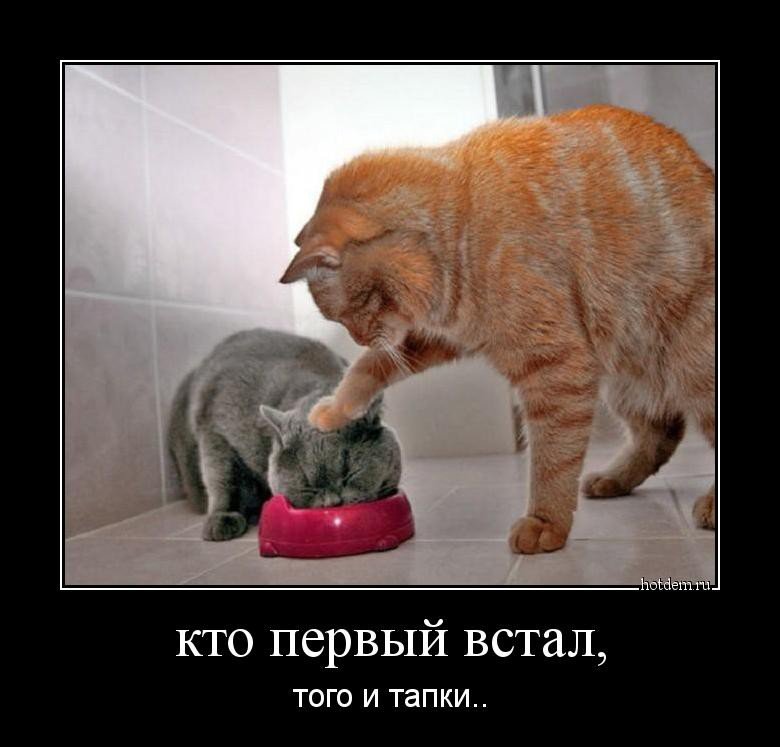 Демотиваторы о кошках (24 фото)