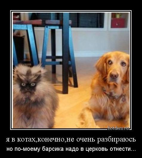 Демотиваторы о кошках (24 фото)