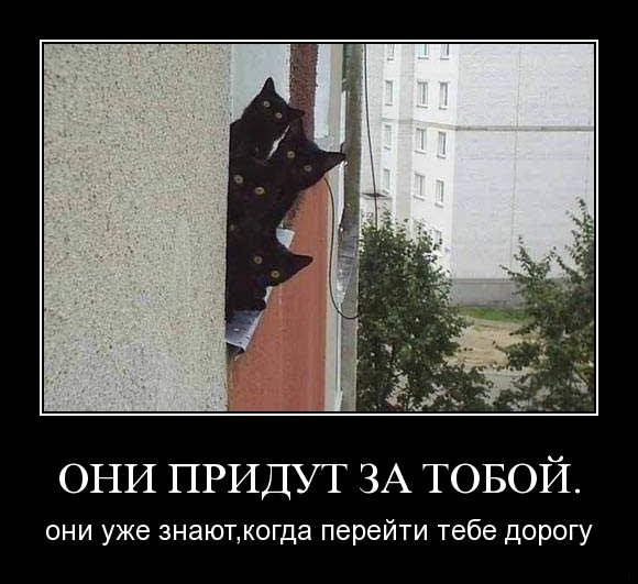 Демотиваторы о кошках (24 фото)