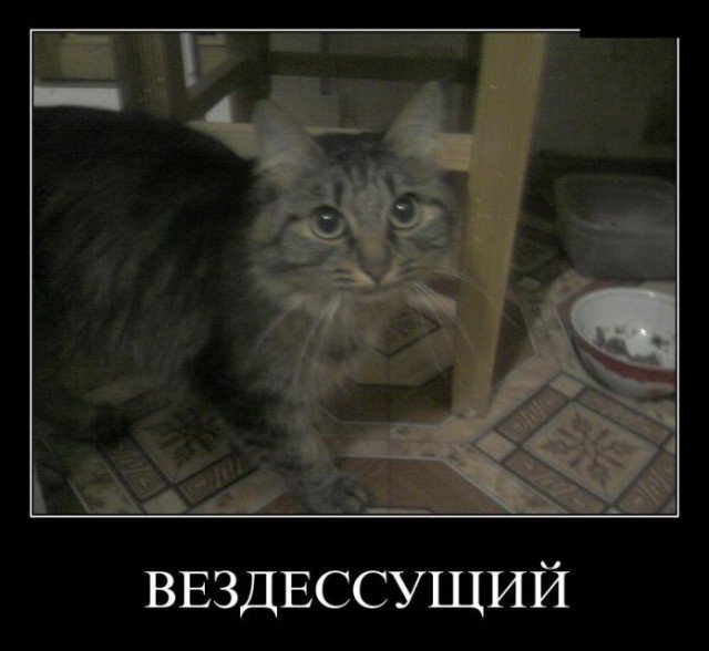 Демотиваторы о кошках (24 фото)