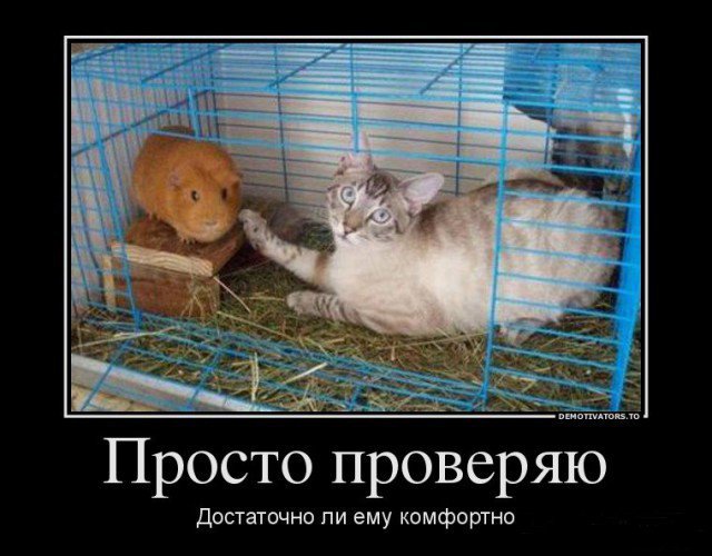 Демотиваторы о кошках (24 фото)