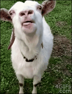 Очаровательные и смешные козы в гифках (15 гифок)