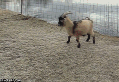 Очаровательные и смешные козы в гифках (15 гифок)