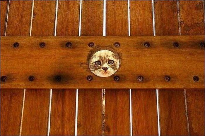 Подборка прикольных картинок (59 фото)