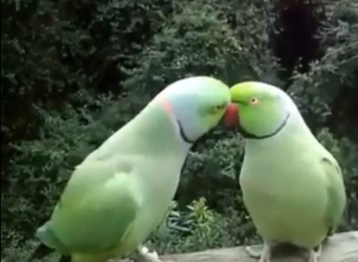 Милое общение попугайчиков друг с другом