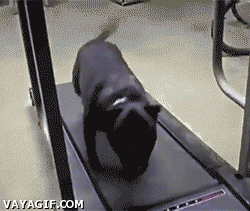 Прикольные гифки (24 гифки)