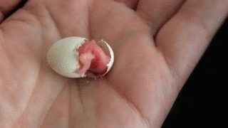 Прикольные гифки (24 гифки)