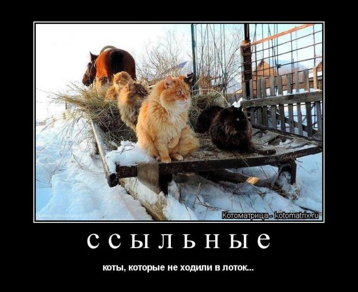 «Пушистые» шутки (50 фото)