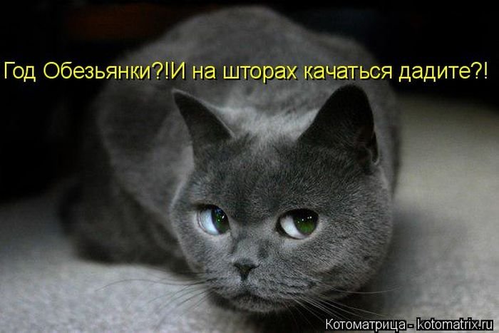 «Пушистые» шутки (50 фото)