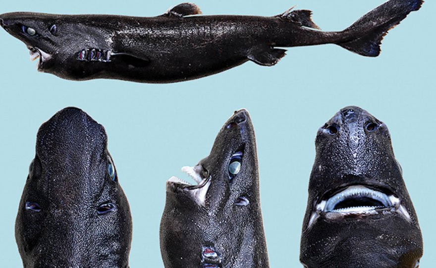 Самые странные акулы в мире