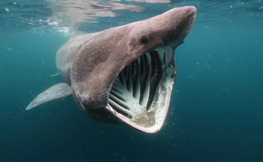 Самые странные акулы в мире