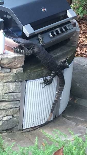 Подборка прикольных картинок (60 фото)