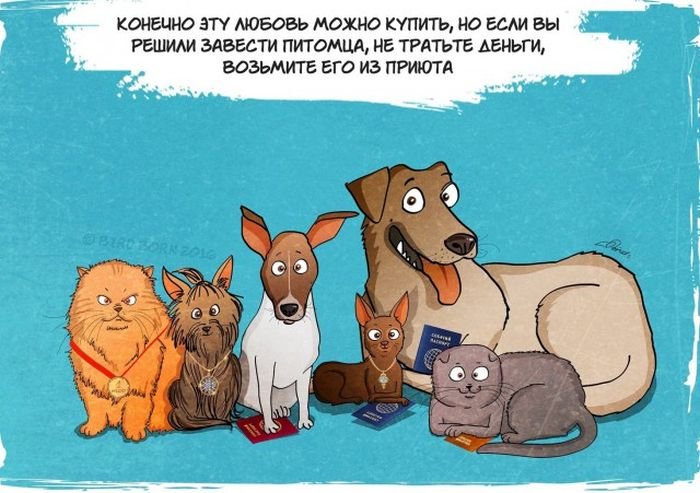 История в картинках: собака из приюта (20 картинок)