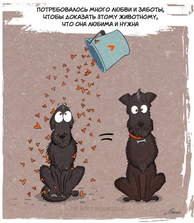 История в картинках: собака из приюта (20 картинок)
